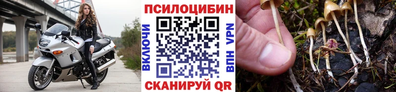 Псилоцибиновые грибы Psilocybe  Бор 